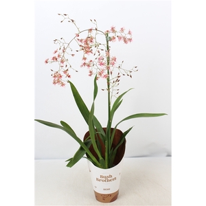 Oncidium Rosy Sunset 1 tak 12 cm