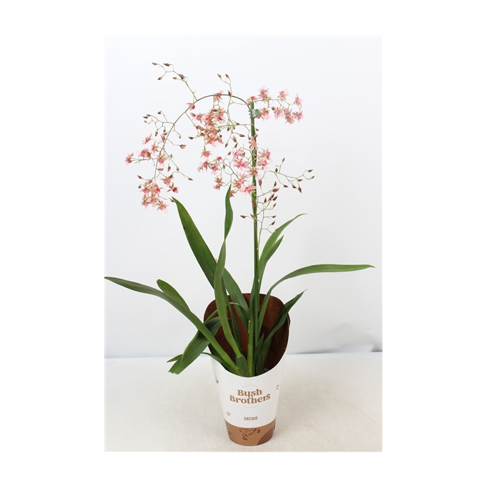 <h4>Oncidium Rosy Sunset 1 tak 12 cm</h4>