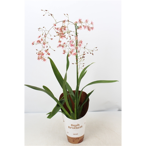 <h4>Oncidium Rosy Sunset 1 tak 12 cm</h4>