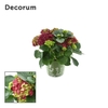 Hydrangea Bol Red 7 - 12 kop in zink groen (Decorum)