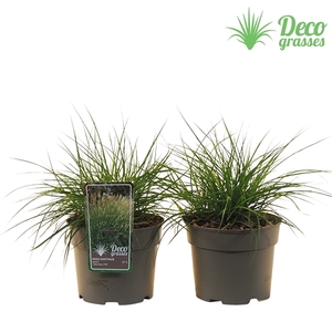 Miscanthus sinensis 'Yaka Dance'®