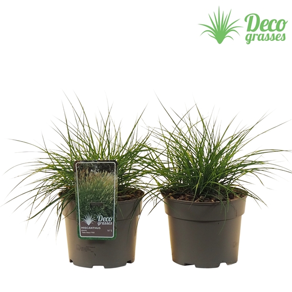 <h4>Miscanthus sinensis 'Yaka Dance'®</h4>