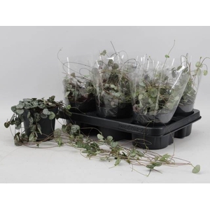 CEROPEGIA WOODII SUP