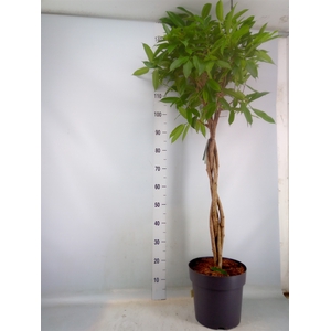 Ficus binn. 'Amstel King'