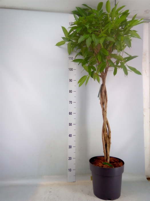 <h4>Ficus binn. 'Amstel King'</h4>