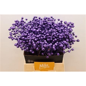 Rosa Klb Violet Metallic