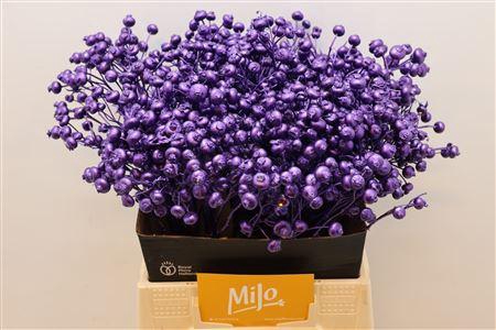 <h4>Rosa Klb Violet Metallic</h4>