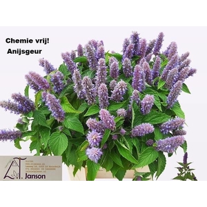 AGASTACHE