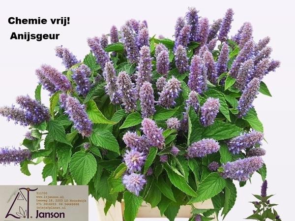 <h4>AGASTACHE</h4>