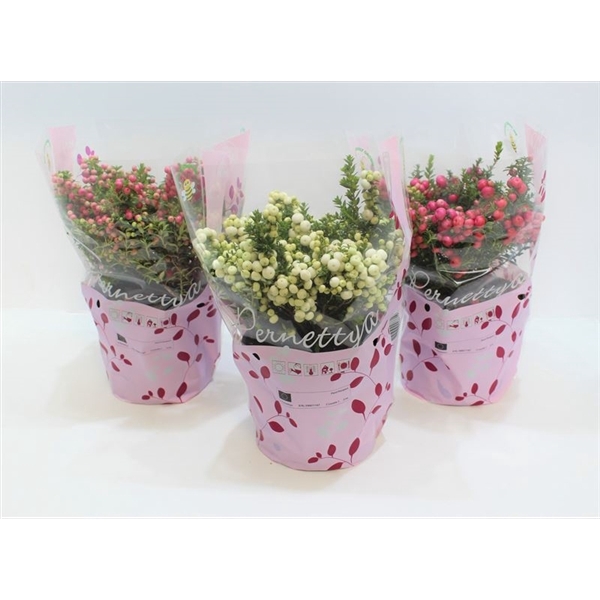 <h4>Gaultheria mucronata Gemengd laag in hoes</h4>
