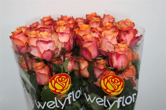 R GR TWILIGHT Welyflor