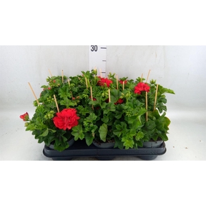 Pelargonium pelt.   ...