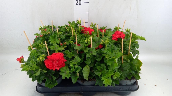 <h4>Pelargonium pelt.   ...</h4>