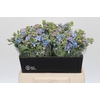 Oxypetalum Tweedia Blue