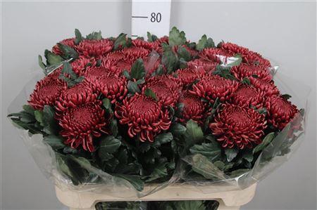 <h4>Chr G Bigoudi Red</h4>