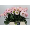 Dahlia Sweet Nathalie