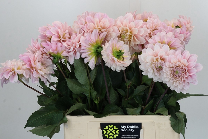 <h4>Dahlia Sweet Nathalie</h4>