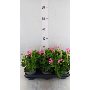 Pelargonium pelt. 'Balkon Lila'