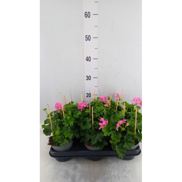 <h4>Pelargonium pelt. 'Balkon Lila'</h4>