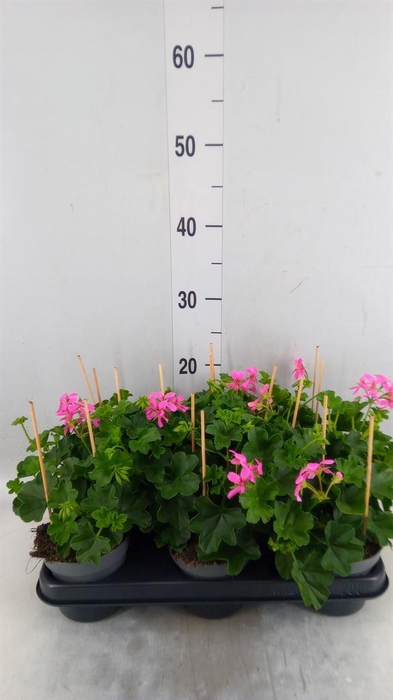 <h4>Pelargonium pelt. 'Balkon Lila'</h4>