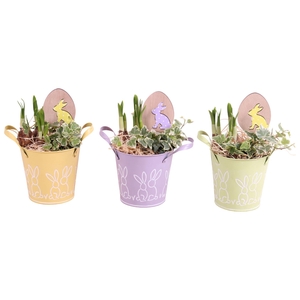 Easter Arr. Narcis Zinc Pot Round Bunny Relief Ø12cm 2PP