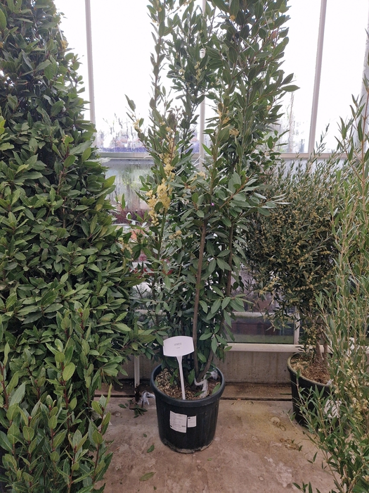 <h4>LAU NOBILIS</h4>