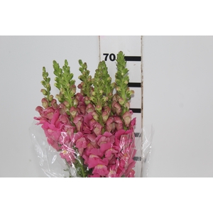 BOCA DE LEAO POTOMAC EARLY ROSE 070 CM