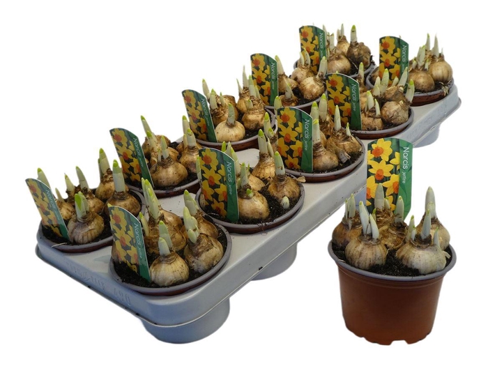 <h4>Narcis Jetfire</h4>