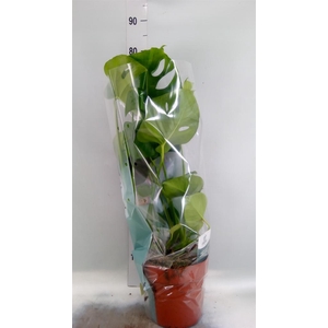 Monstera delic.