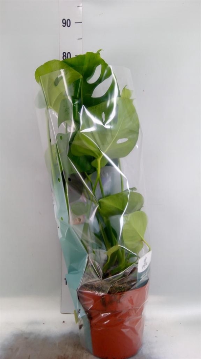 <h4>Monstera delic.</h4>