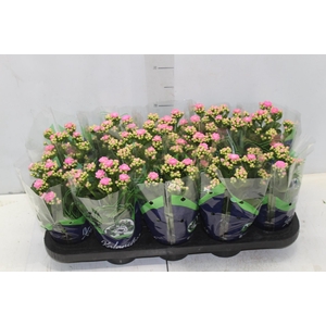 KALANCHOE DOBRADO P11 ROSA