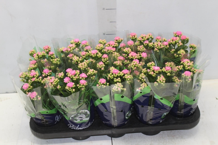 <h4>KALANCHOE DOBRADO P11 ROSA</h4>