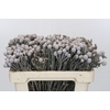 Kaaps Groen Silver Brunia