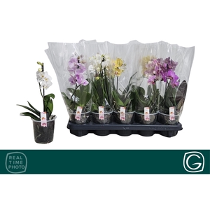 PHAL MF GEM 4 KL