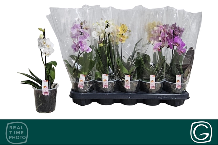 <h4>PHAL MF GEM 4 KL</h4>
