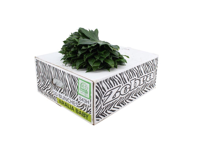 <h4>Aralia 25cm Baby</h4>