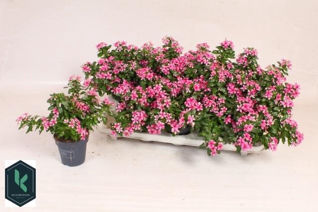 <h4>CATH SOIREE CO PINKY</h4>