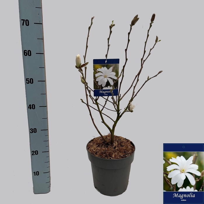 <h4>MAGN STELLATA OV</h4>