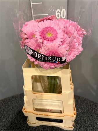 <h4>Ge Mi Kimsey Rosa</h4>