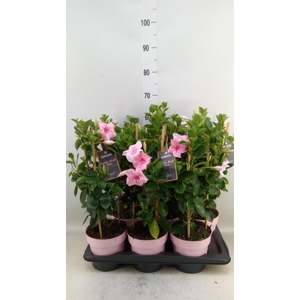 Mandevilla am. 'Sundav Db Blush Pk'