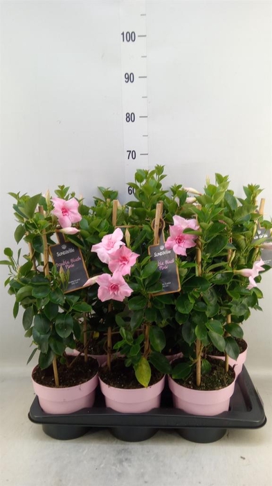<h4>Mandevilla am. 'Sundav Db Blush Pk'</h4>