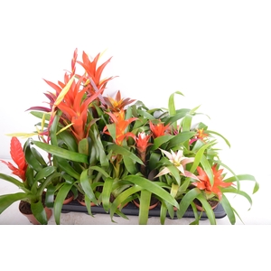BROMELIA  GEM 14 SRT