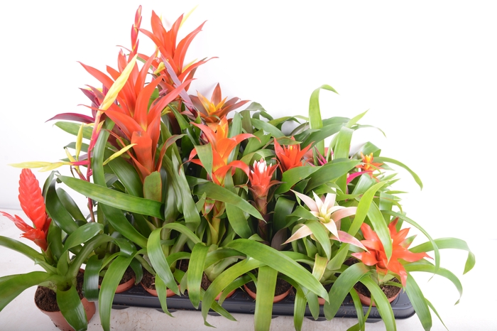 <h4>BROMELIA GEM 15 SRT</h4>