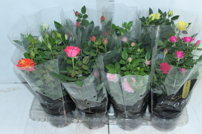 <h4>ROSEIRA MINI P13</h4>