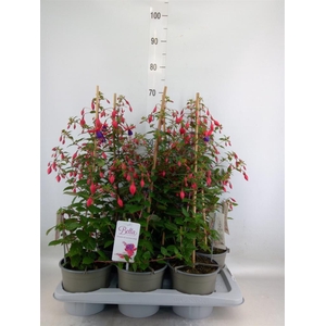 Fuchsia  'Bella Fuchsia Susanna'