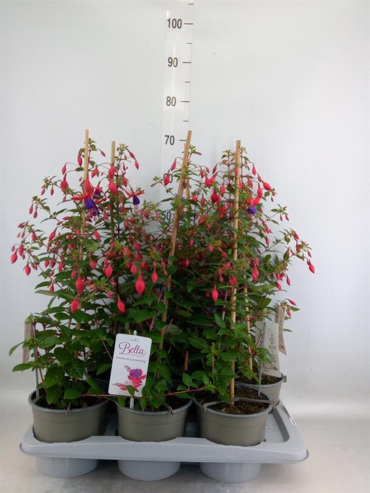 <h4>Fuchsia  'Bella Fuchsia Susanna'</h4>