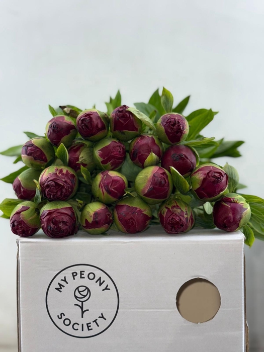 <h4>Paeonia Henry Bockstoce</h4>