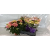 arr8 Hydr M Early Rosa