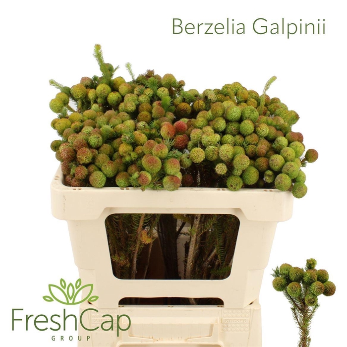 <h4>Berzelia galpinii</h4>