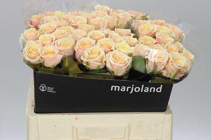 <h4>Rosa Gr Bellini!</h4>